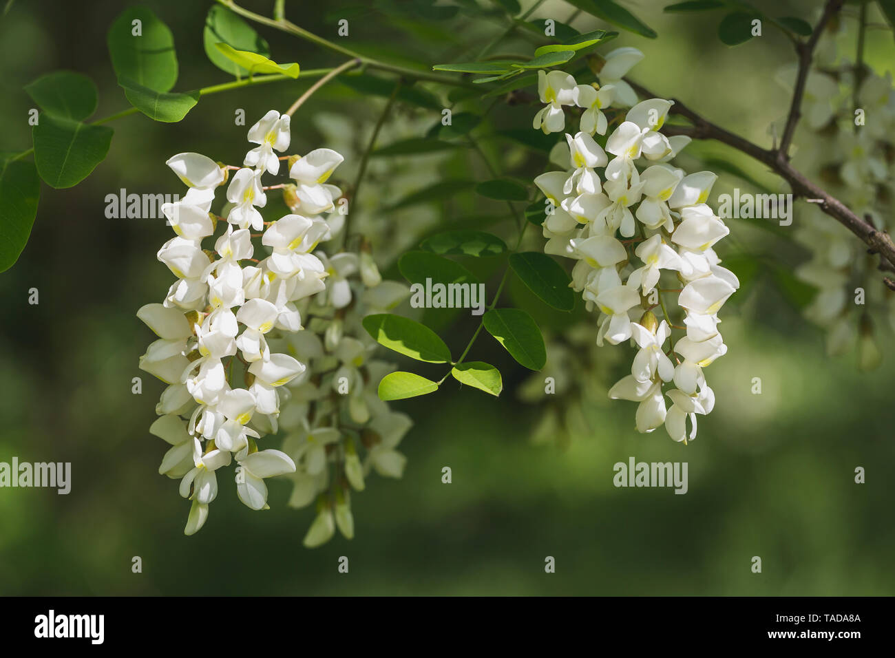 Robinia, Robinia pseudoacacia Foto Stock