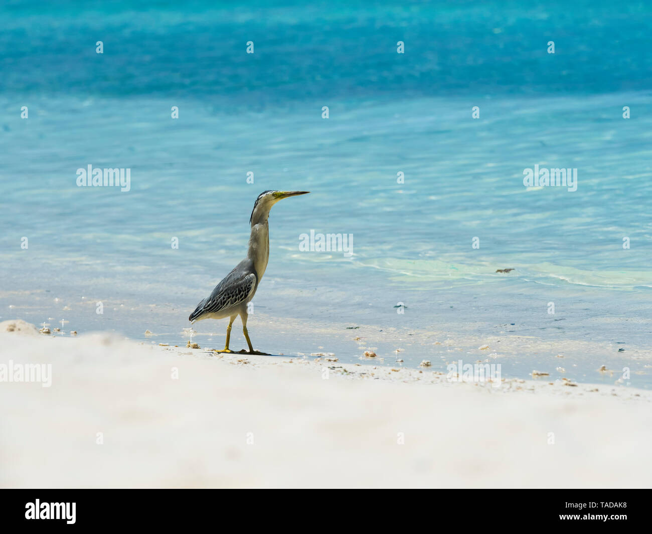 Airone cenerino, Ardea cinerea, giovane animale a piedi la spiaggia Foto Stock