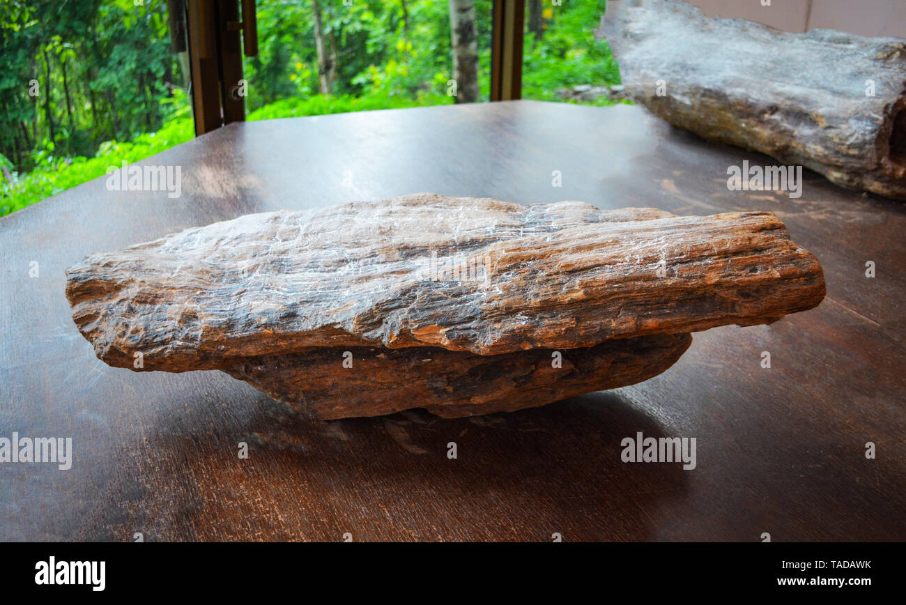 Il legno diventa pietra - fossili di legno Foto Stock