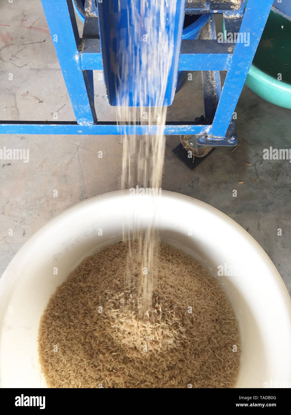 Marrone tailandese rezzi era uscito dal separatore di risone di macchina. In Riso lavorato Foto Stock