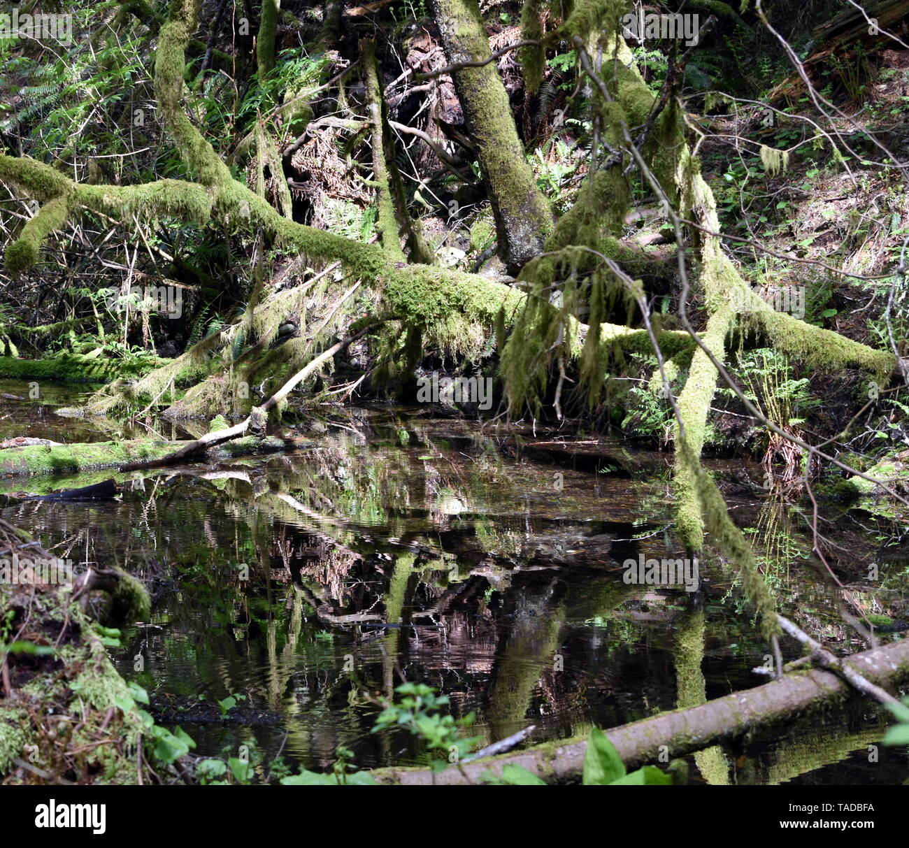 Fotografia della lussureggiante vegetazione trovata in un Squamish BC Canada foresta di pioggia. Foto Stock