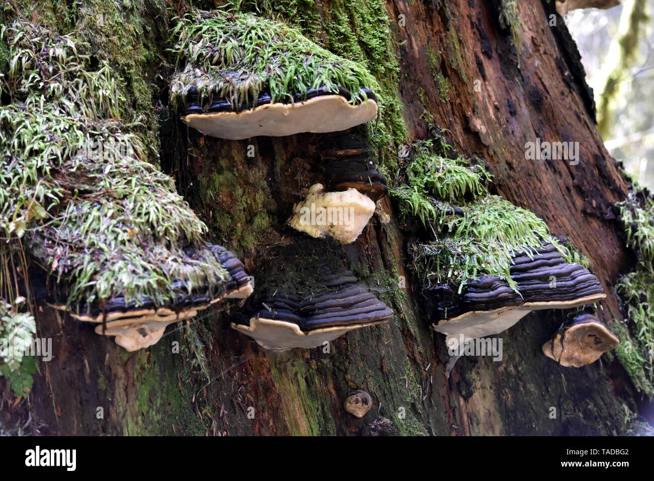 Fotografia del nastro rosso conk funghi che crescono su alberi in una foresta pluviale Foto Stock