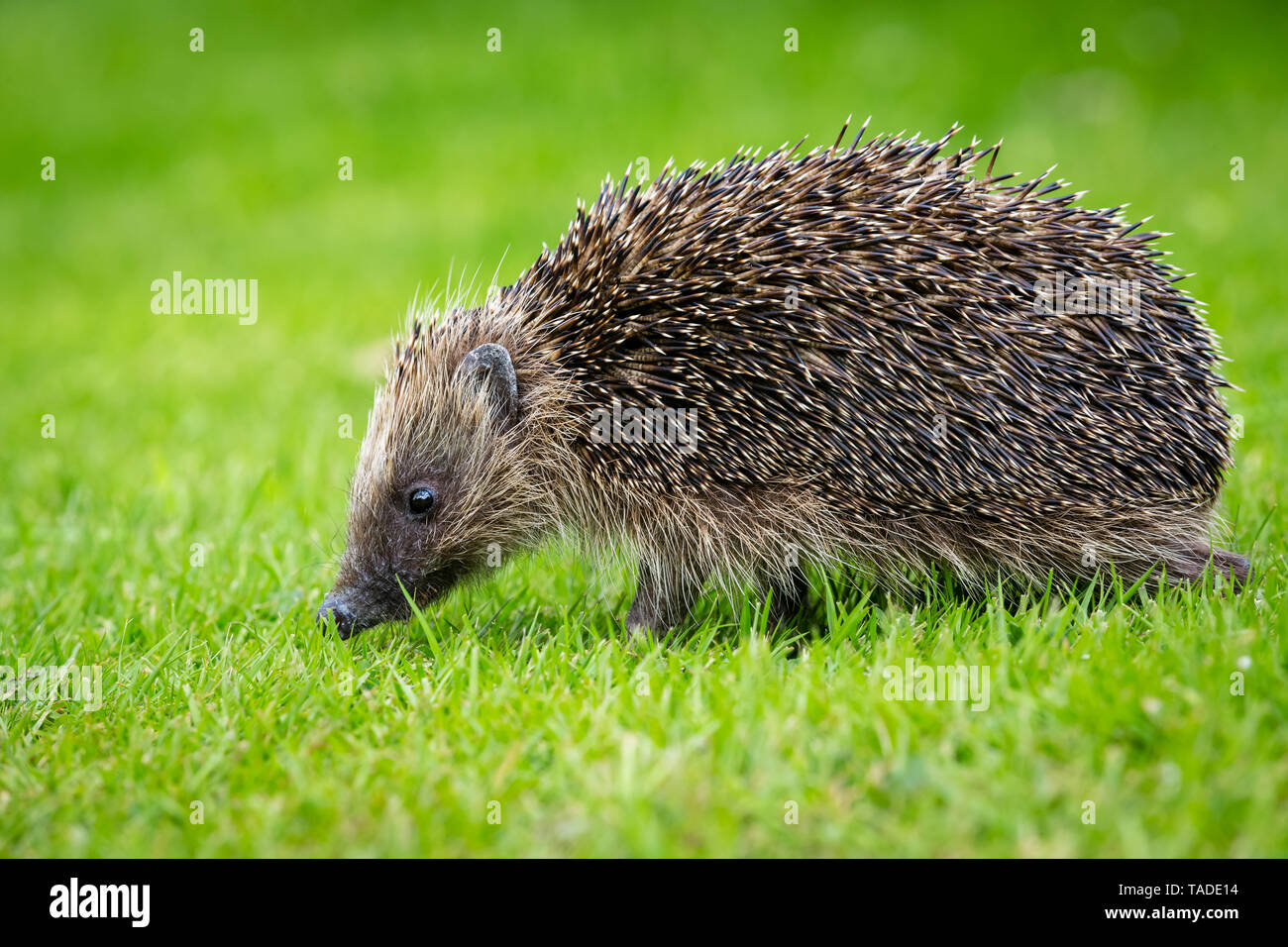 Riccio, (nome scientifico: Erinaceus europaeus) selvatica, nativo, hedgehog europea nel giardino naturale habitat. Prato verde e verde sfondo sfocato. Foto Stock
