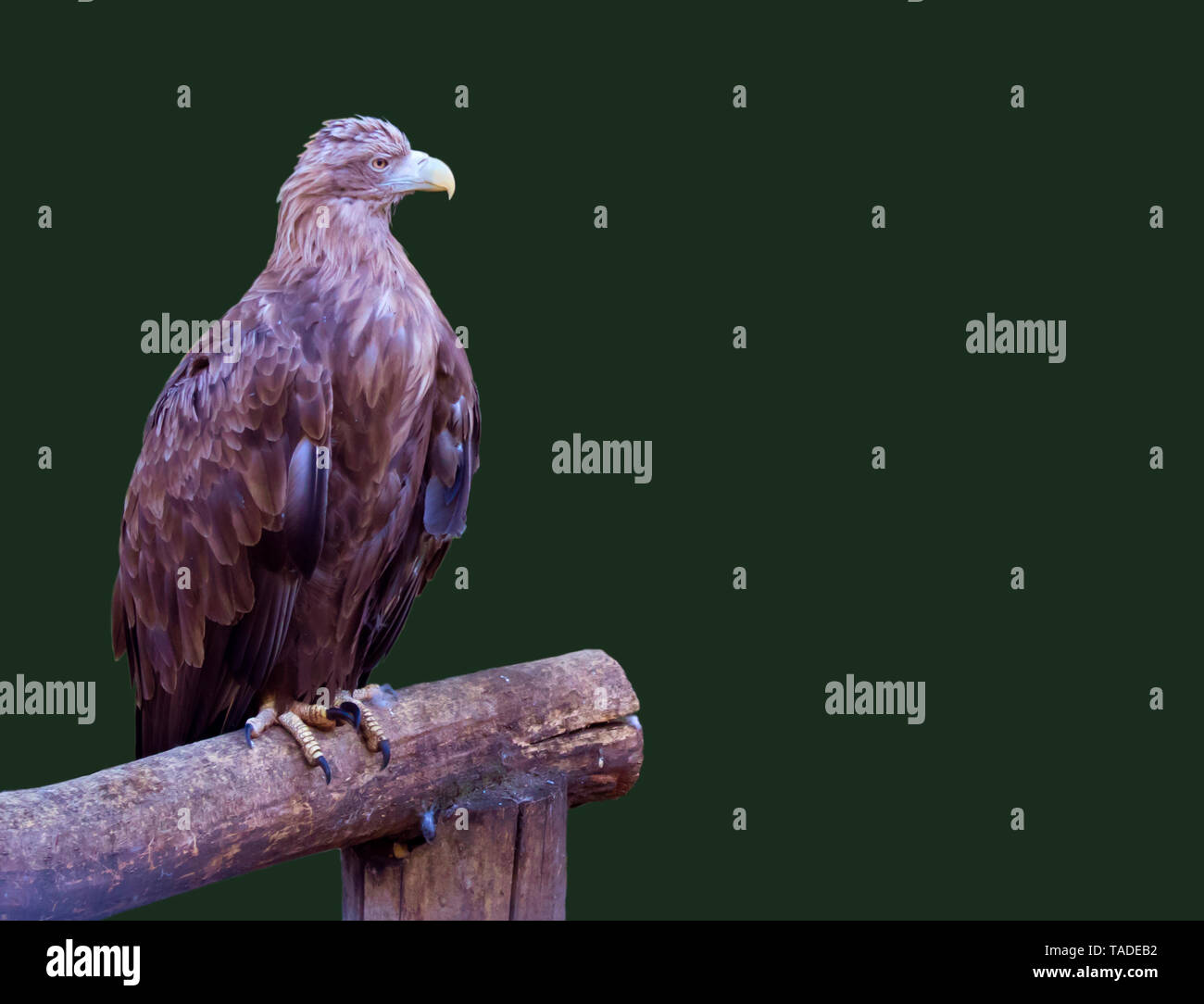 Calma golden eagle con ali ripiegate seduto su un telaio di legno, isolato su sfondo verde scuro Foto Stock