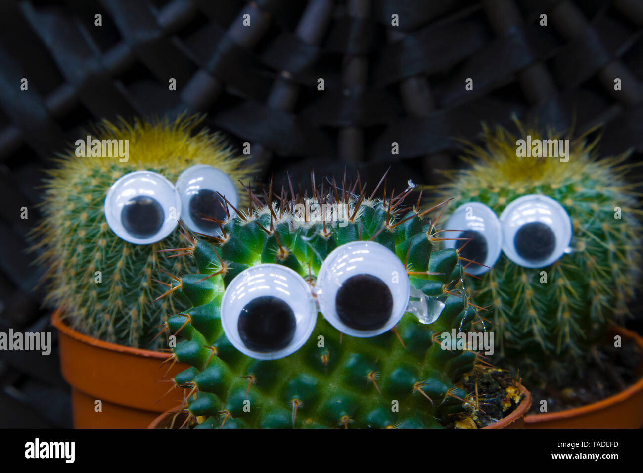 Funny cactus famiglia, tre piccole piante succulente cactus con gli occhi di plastica che cresce in un pots Foto Stock