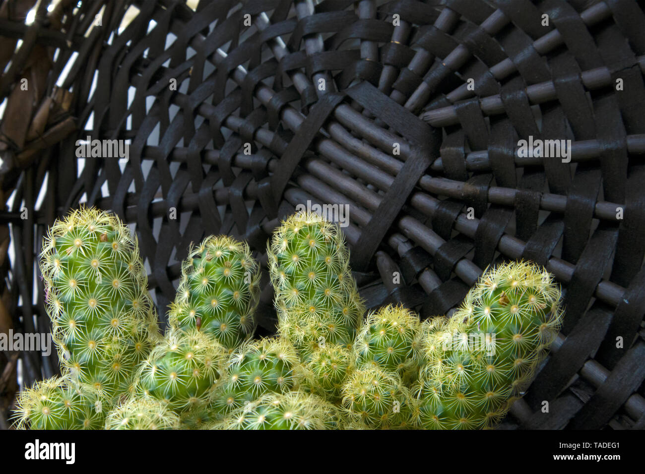 Verde cactus succulente con un sacco di bambini e i germogli contro scuro coperchio in vimini Foto Stock