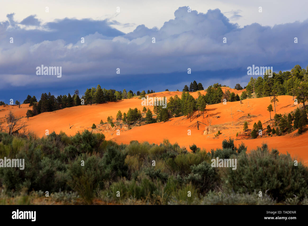 Le dune di sabbia sono circondate da ginepri e pini in Coral Pink Sand Dunes State Park, Utah. Questo spettacolare parco è situato vicino a Kanab, Utah, Stati Uniti d'America. Foto Stock