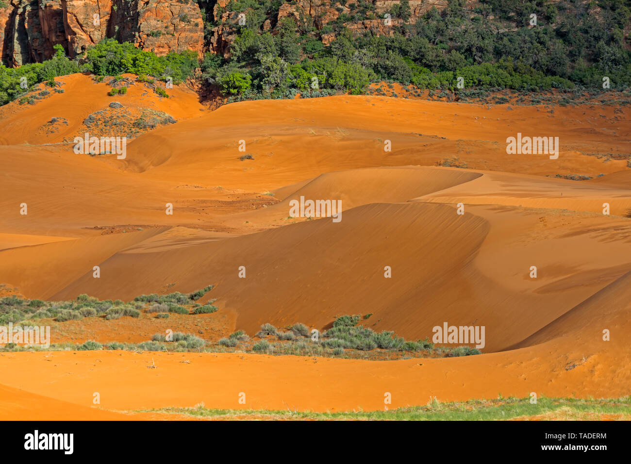 Pezzata sole illumina le spettacolari dune di sabbia a Coral Pink Sand Dunes State Park. Questo spettacolare parco è situato vicino alla città di Kanab UT. Foto Stock