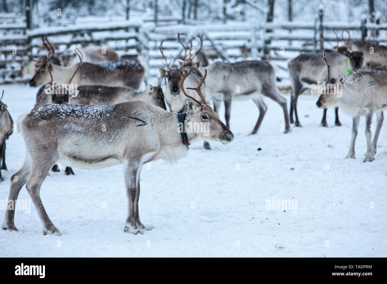 Allevamento di renne in inverno meteo, pascolo renne Foto Stock