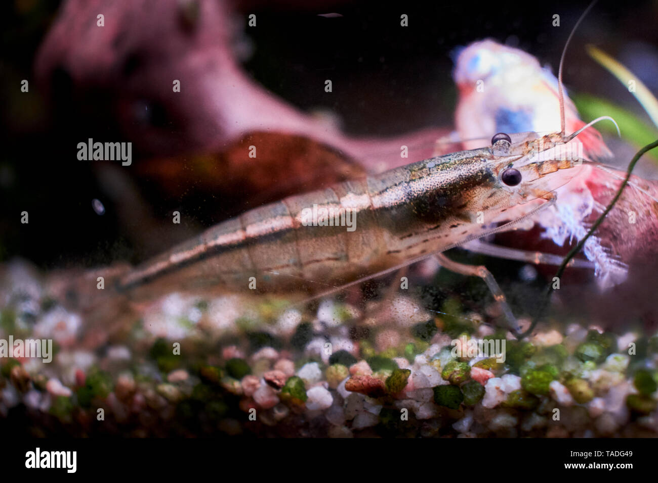 Un Amano shrimp alimentazione su un morto phantom rosso tetra in un acquario domestico. Foto Stock