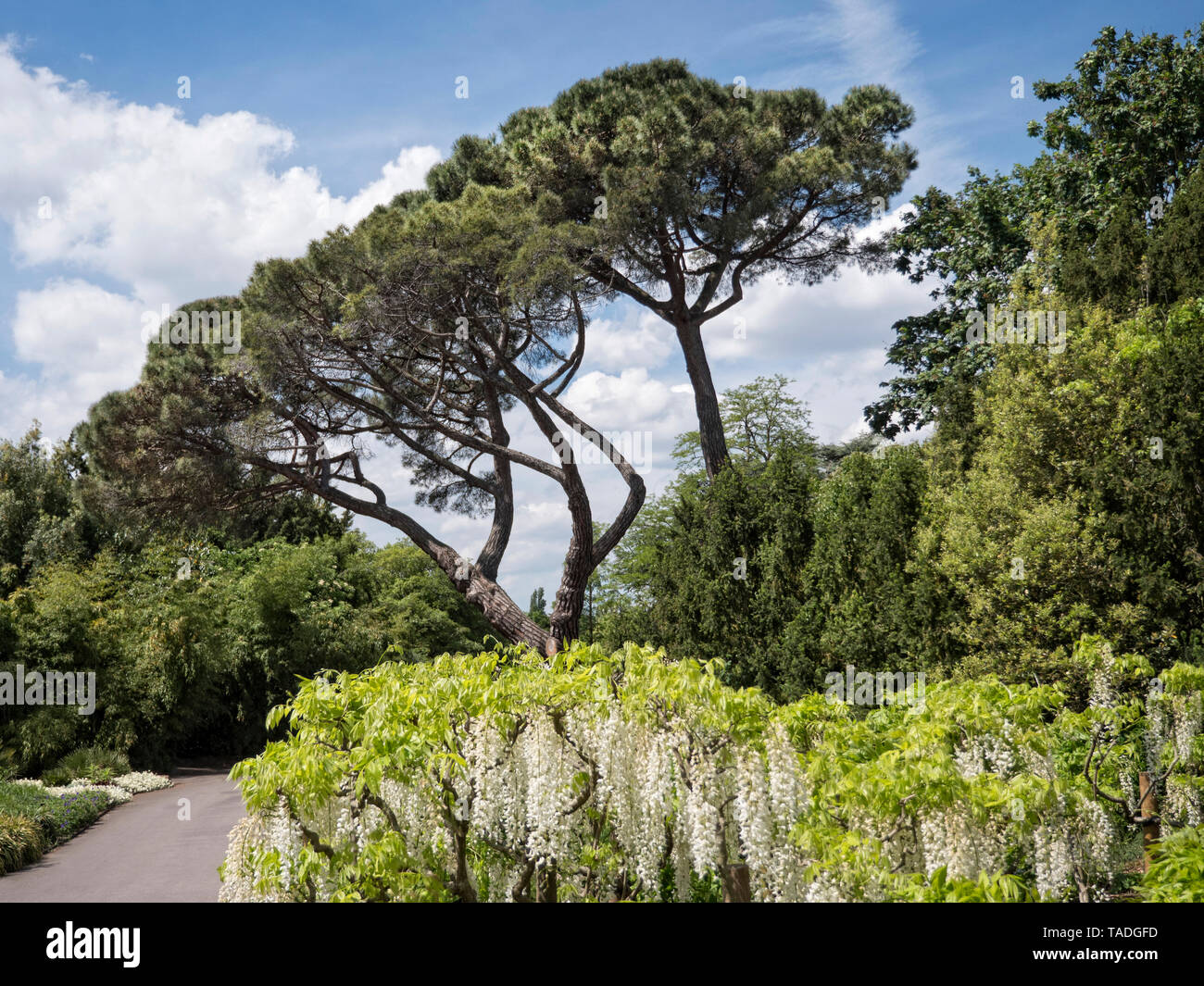 Il Cembro tree con Glicine Bianco nel forgroud. Foto Stock