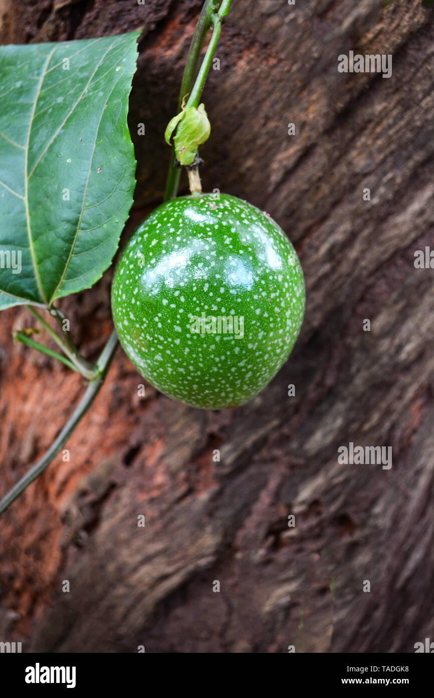 Il verde il frutto della passione su vite albero / Scarletfruit passiflora - Passiflora foetida Foto Stock