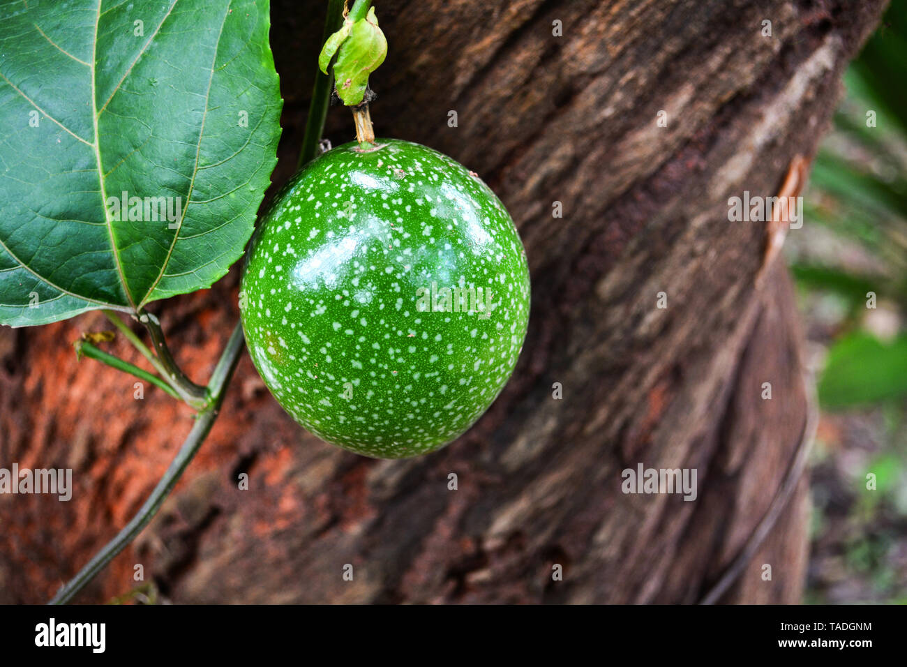 Il verde il frutto della passione su vite albero / Scarletfruit passiflora - Passiflora foetida Foto Stock