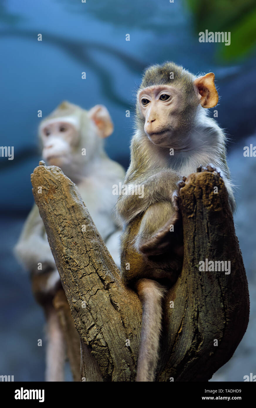 Animali: molto premurosa giovane monkey seduto su un tronco di albero, un altro a sfondo, close-up shot Foto Stock