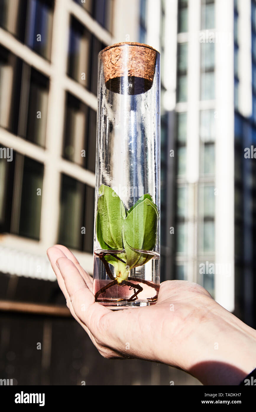 Mano azienda pianta in un vaso di fronte all edificio per uffici Foto Stock