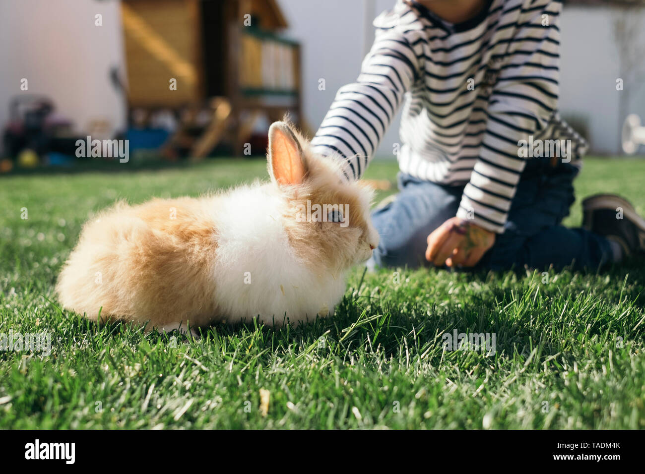 Little Boy petting un coniglietto in giardino Foto Stock