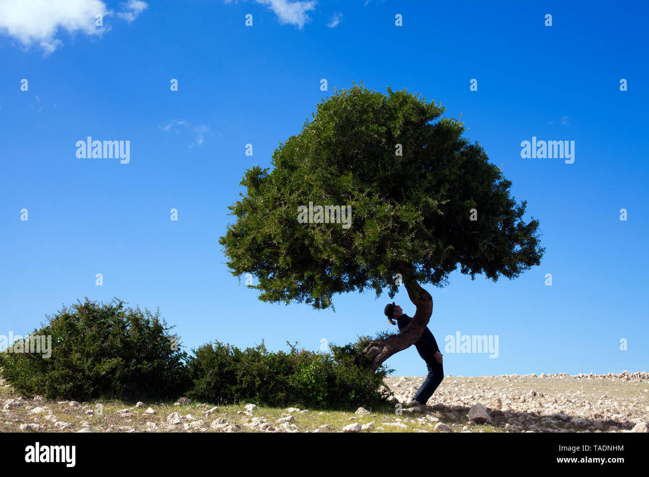 Il Marocco Sidi Kaouki, uomo che indossa un cappello bowler in Piedi storti a un albero Foto Stock