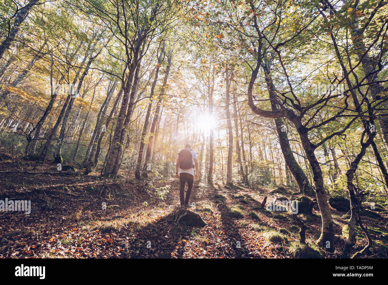Spagna, Navarra, foresta di Irati, giovane uomo in piedi nella lussureggiante foresta Foto Stock