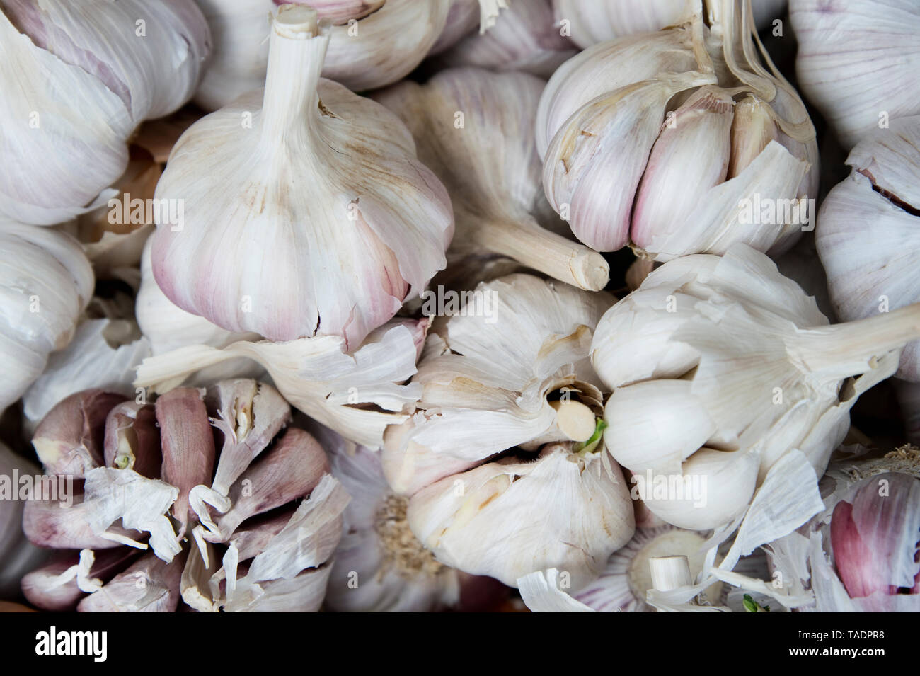 Bulbi di aglio sul mercato Foto Stock