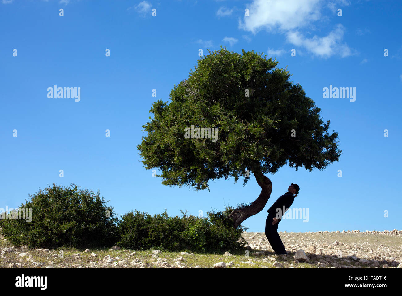 Il Marocco Sidi Kaouki, uomo che indossa un cappello bowler in Piedi storti a un albero Foto Stock