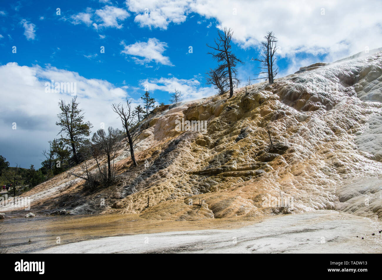 Stati Uniti d'America, Wyoming, il Parco Nazionale di Yellowstone, gli alberi morti su una collina di travertino in Terrazzi Mammoth Hot Springs Foto Stock