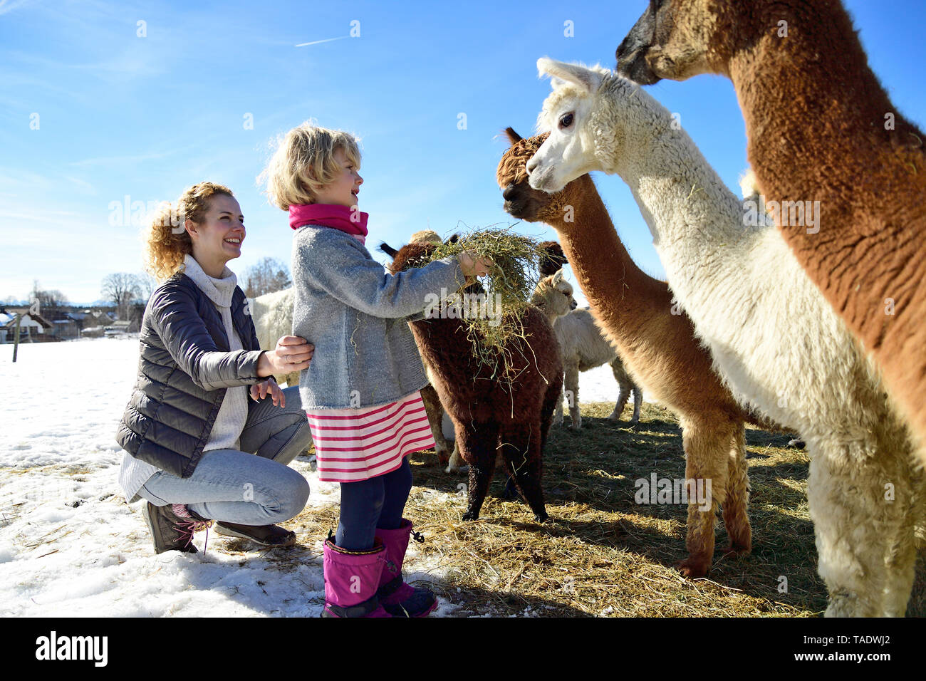 Madre e figlia alpaca alimentazione con fieno su un campo in inverno Foto Stock