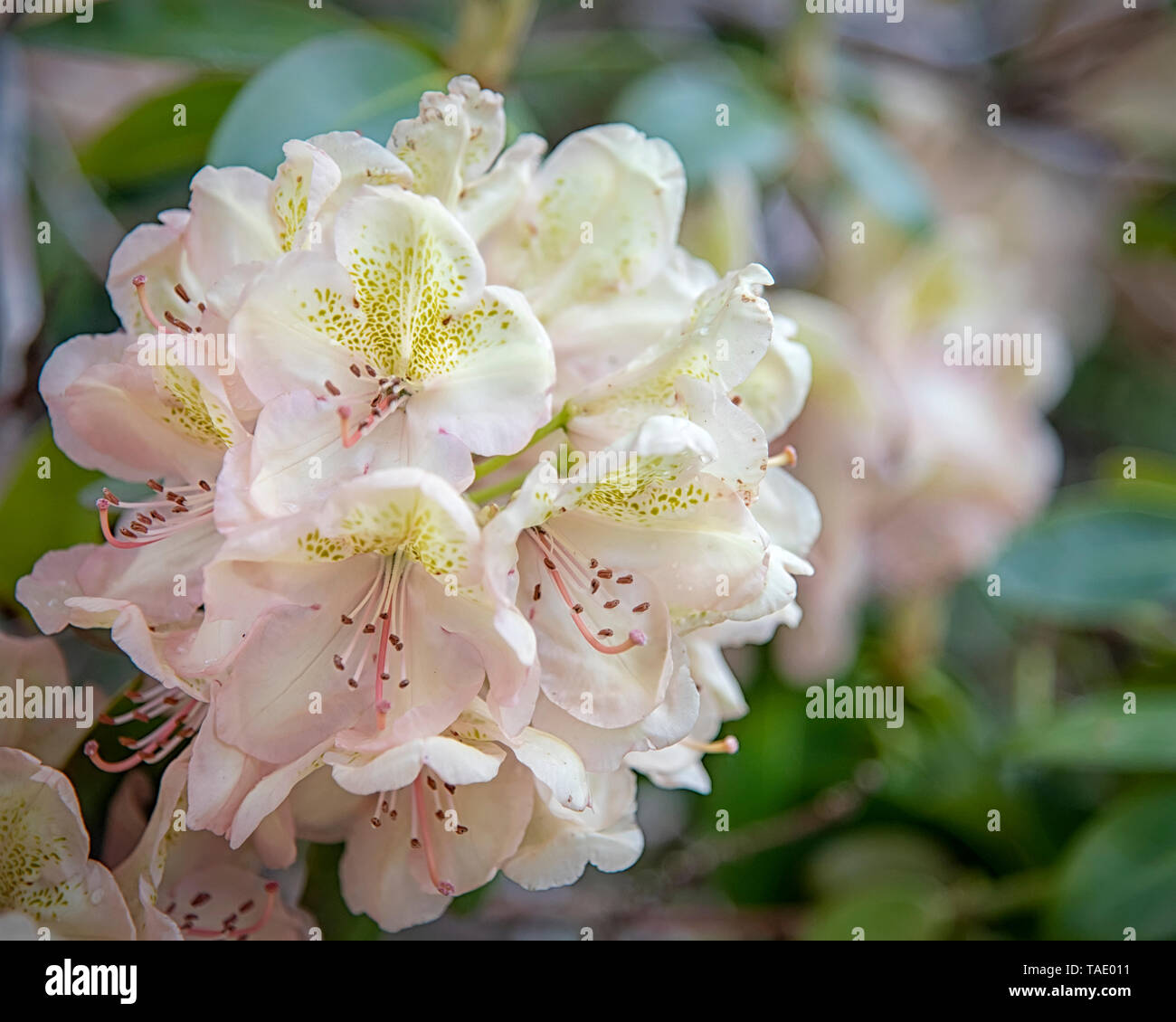In prossimità di alcuni rododendro bianco fiore sboccia. Foto Stock