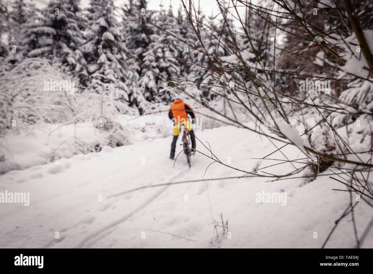 Uomo con mountainbike sul percorso nella foresta di inverno Foto Stock