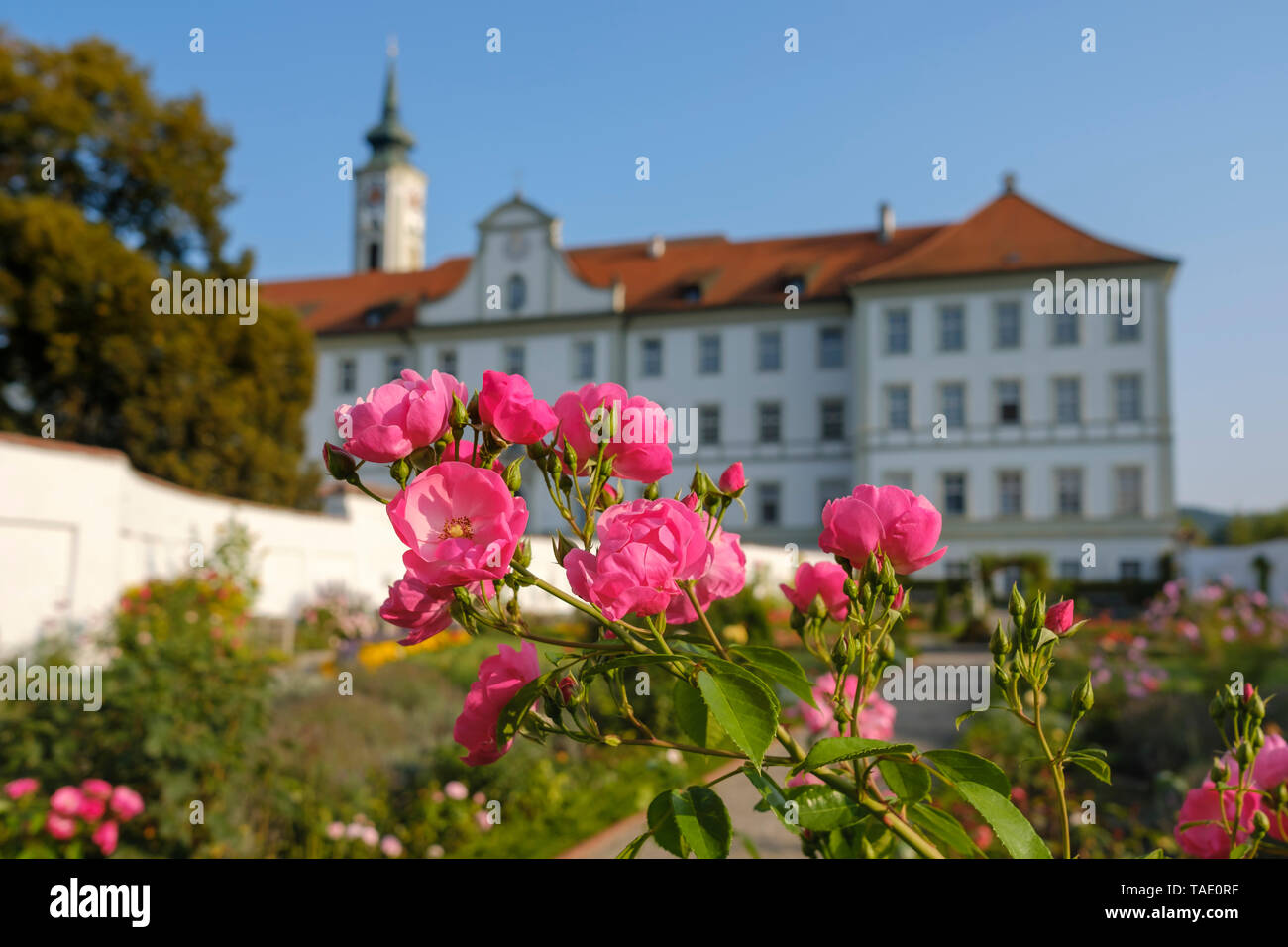 In Germania, in Baviera, Schaeftlarn Abbey, Praelatengarten, fioritura di rose Foto Stock