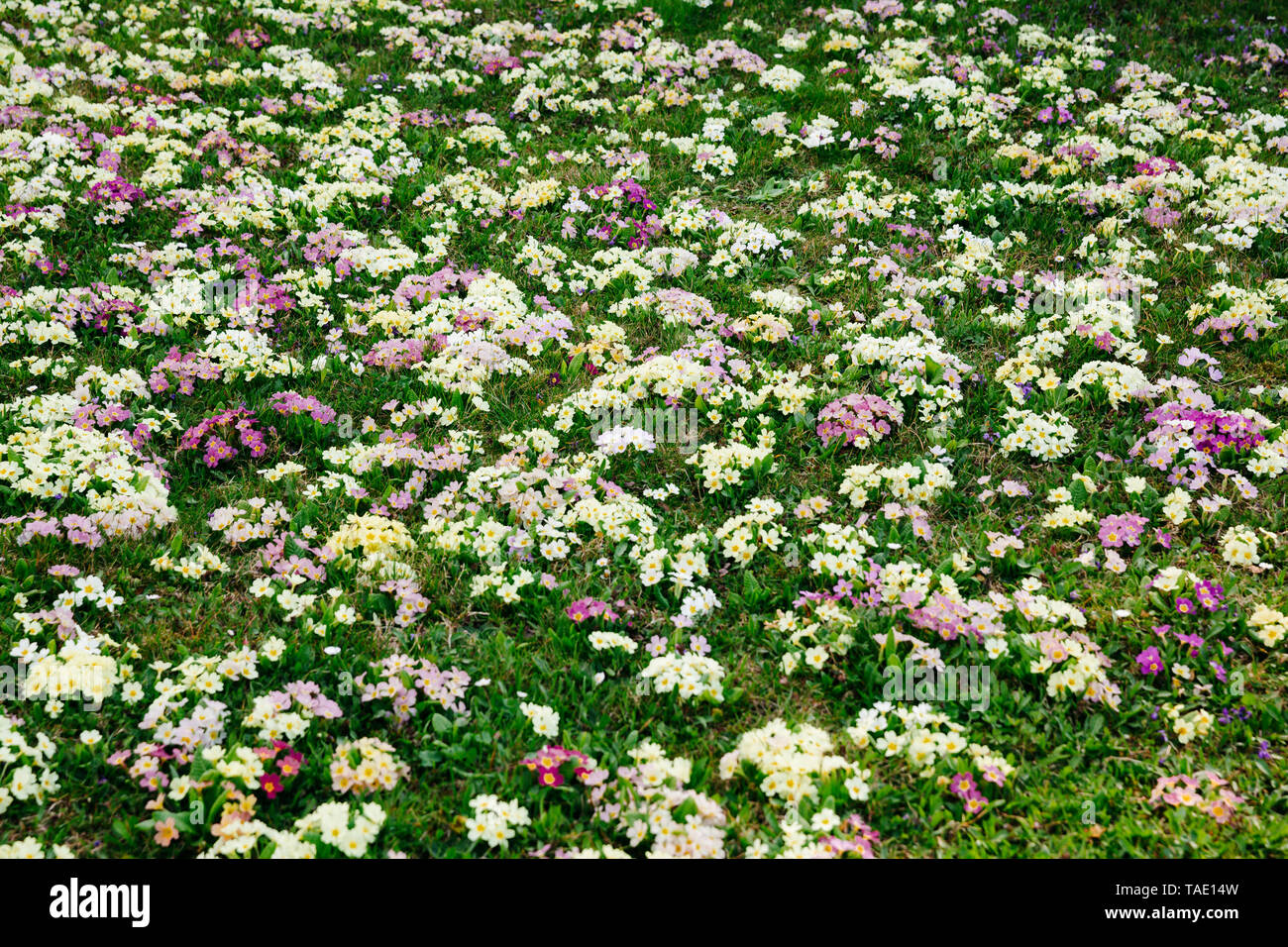 Prato di fiori con molti primule in diversi colori Foto Stock