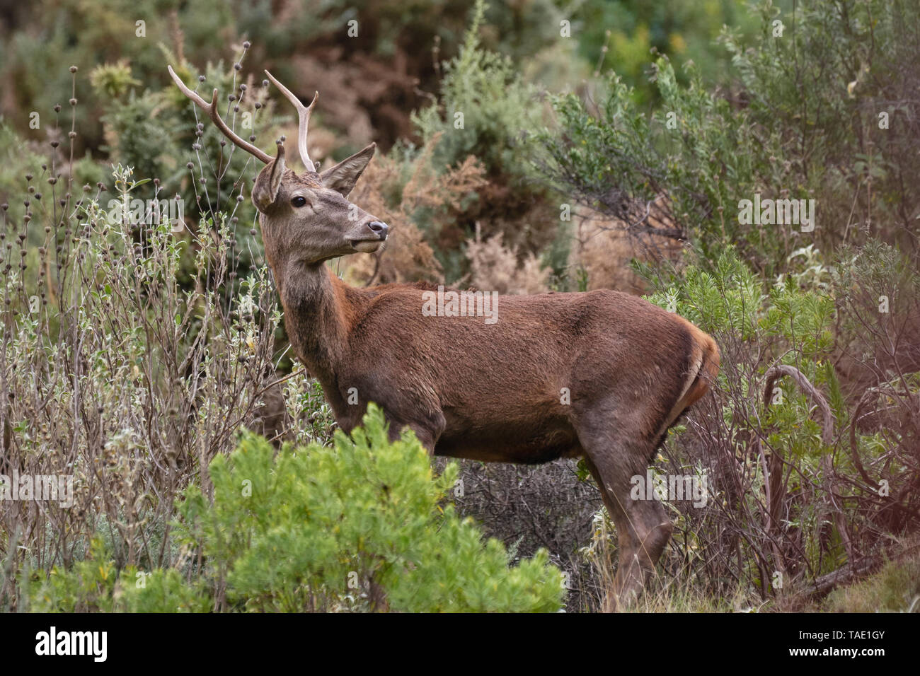 Giovane cervo nella foresta mediterranea. Malaga, Spagna Foto Stock