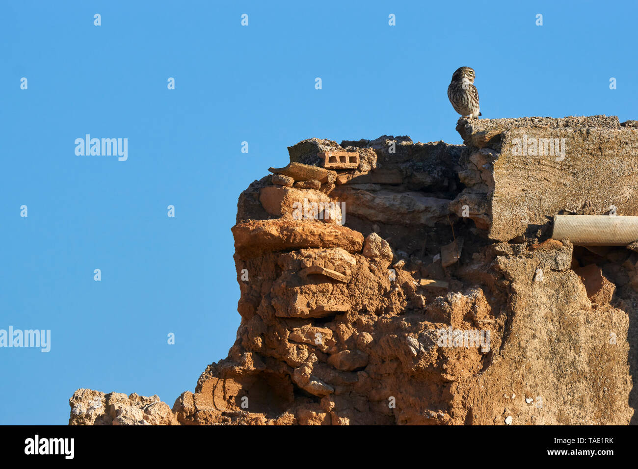 Mocchuelo europea (Athene noctua) arroccato su un vecchio muro. Fuente de Piedra laguna, Malaga. Spagna Foto Stock