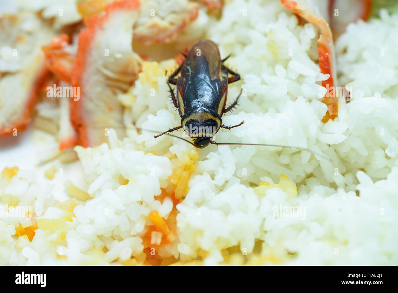 Sporchi alimentari / scarafaggio a mangiare riso cibo vivente nella cucina di casa batteri contaminanti alimenti Foto Stock