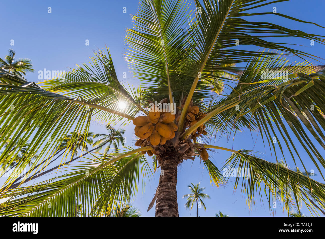 Stati Uniti d'America, Hawaii, Big Island, Pu'uhonua o Honaunau National Park Foto Stock