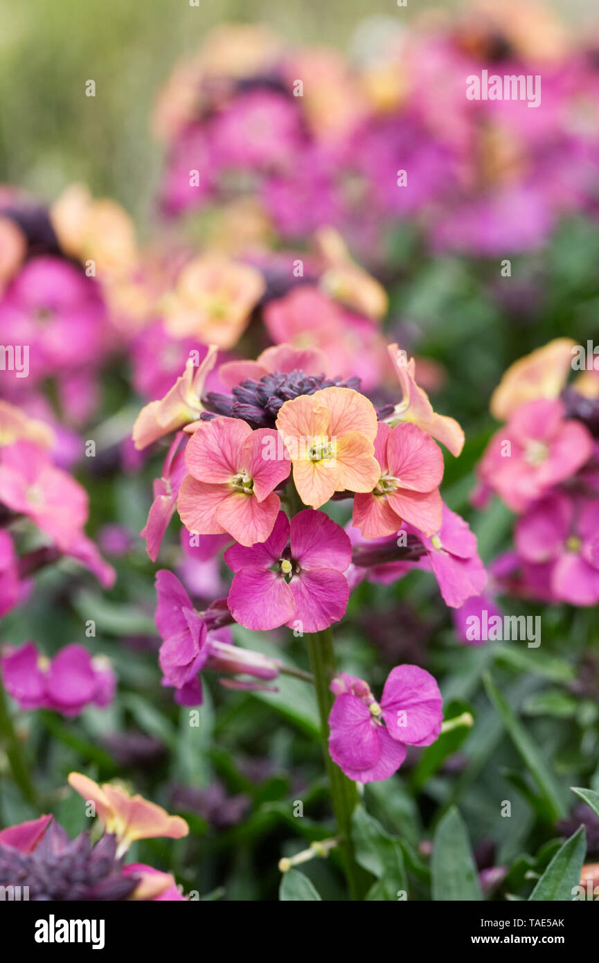 Erysimum cheiri 'Sunset Viola' fiori in primavera. Foto Stock