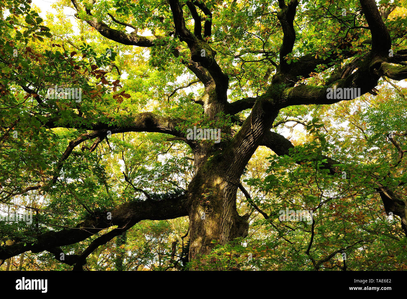 Paimpont (Bretagna, a nord-ovest della Francia): quercia 'chene des Hindres' nella foresta di Broceliande.Caption locale *** Foto Stock