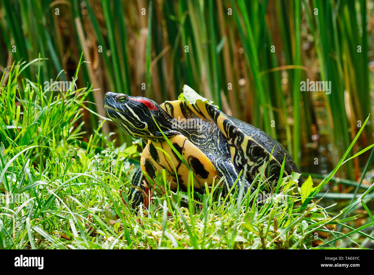 Tartaruga dalle orecchie rosse (Trachemys scripta elegans) emergente da un laghetto. Noto anche come il rosso-eared terrapin, questa tartaruga semiaquatic appartenenti alla fami Foto Stock