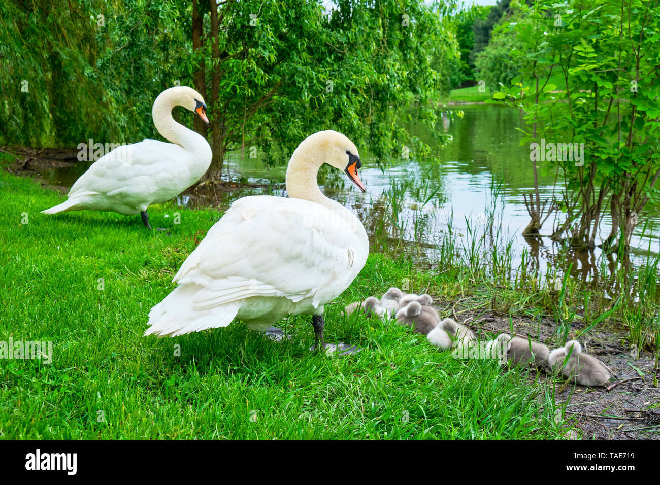 Cigni in guardia con adorabili cygnets dormire a bordo di un'isola Alexandru Ioan Cuza park, Bucarest, Romania, un parco urbano con un lago Foto Stock