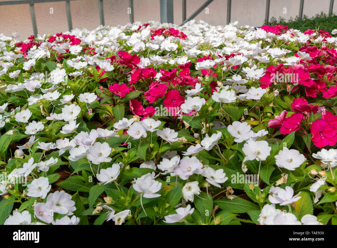 Impatiens 'Sunpatiens " bianchi in una serra, molla, Pas de Calais, Francia Foto Stock