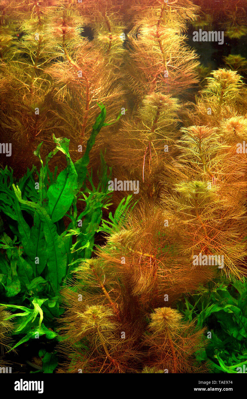 Rosso (Watermilfoil Myriophyllum tuberculatum) in aqaurium Foto Stock