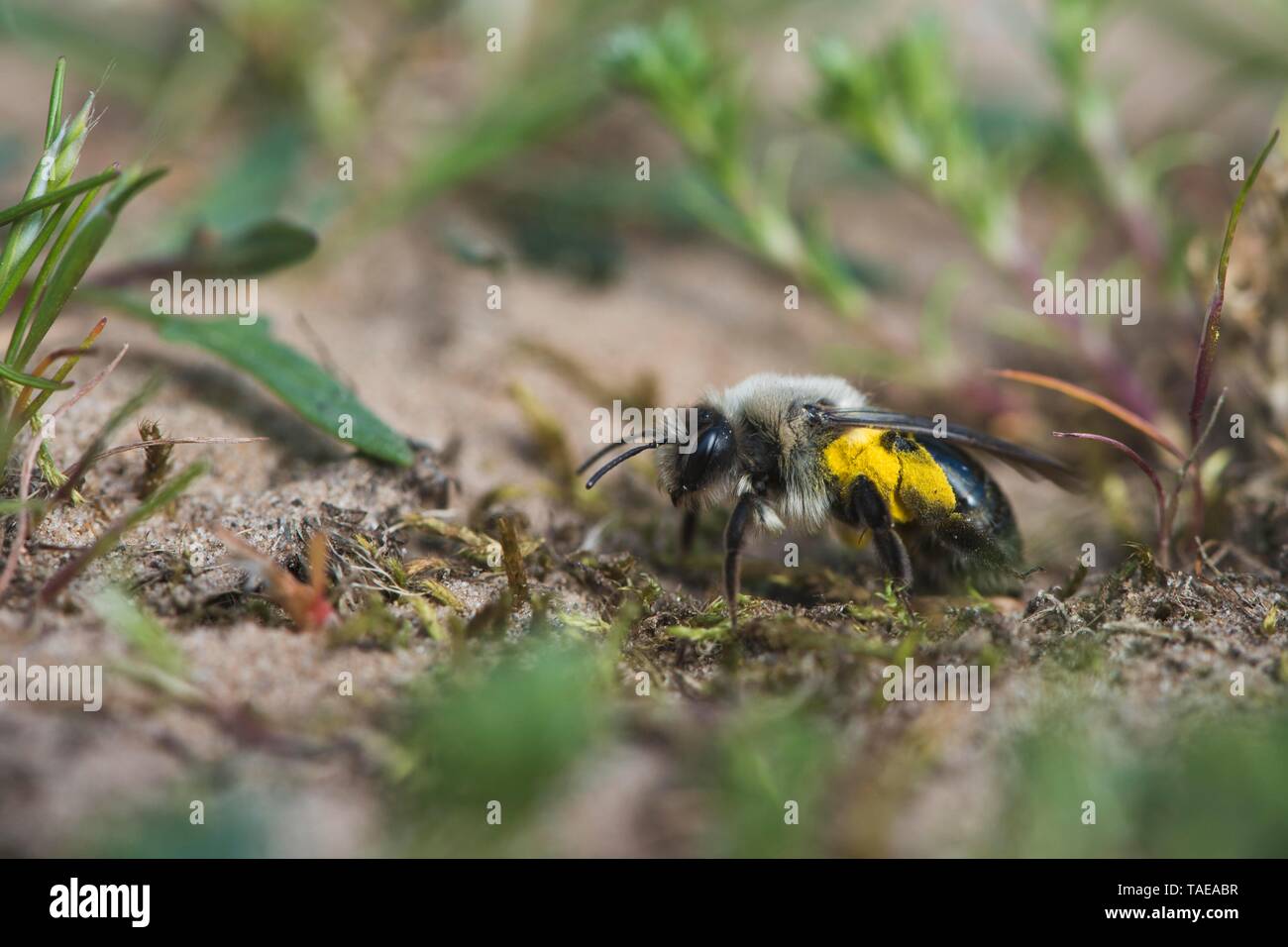 Ashy mining bee (Andrena cineraria), Emsland, Bassa Sassonia, Germania Foto Stock