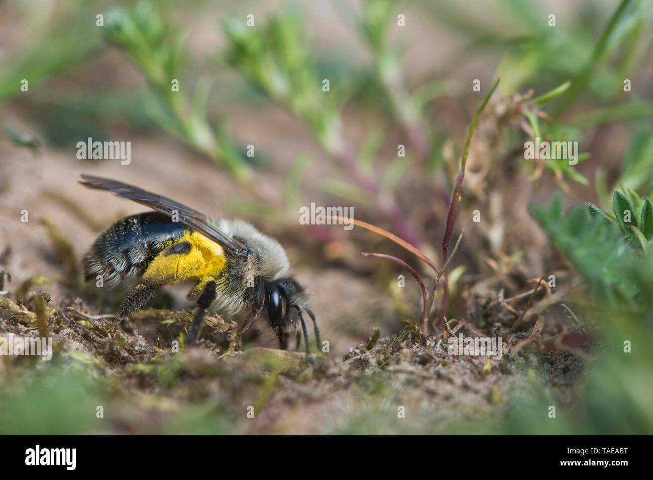 Ashy mining bee (Andrena cineraria), Emsland, Bassa Sassonia, Germania Foto Stock