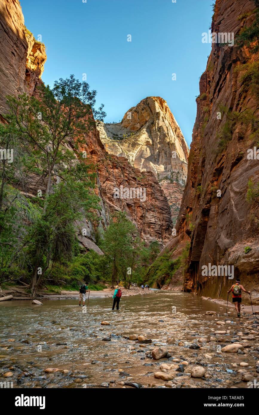 La si restringe, fiume vergine, ripide pareti Zion Canyon Zion National Park, Utah, Stati Uniti d'America Foto Stock