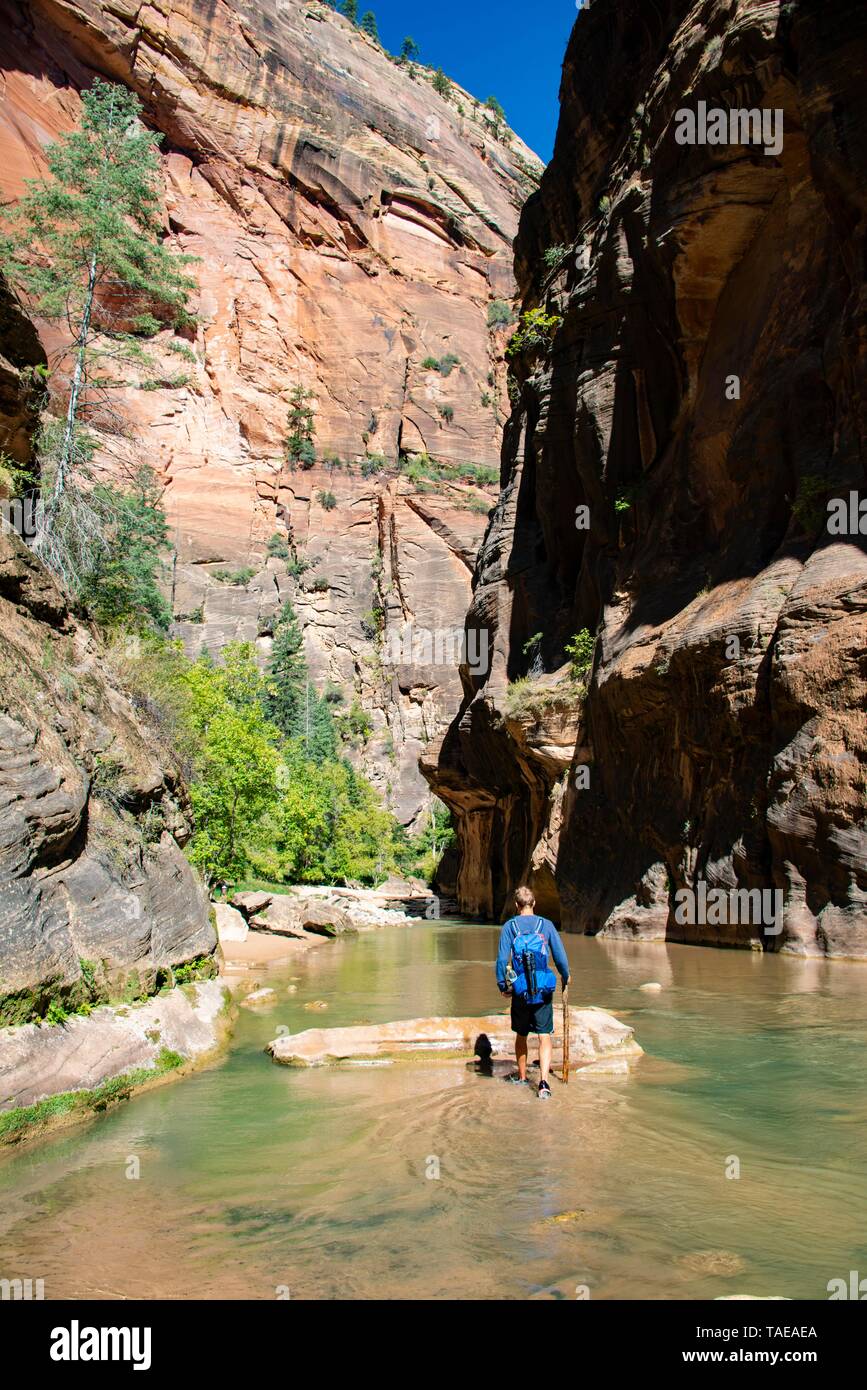 Escursionista passeggiate nell'acqua si restringe, luogo stretto del fiume vergine, ripide pareti del Canyon Zion, Parco Nazionale Zion, Utah, Stati Uniti d'America Foto Stock