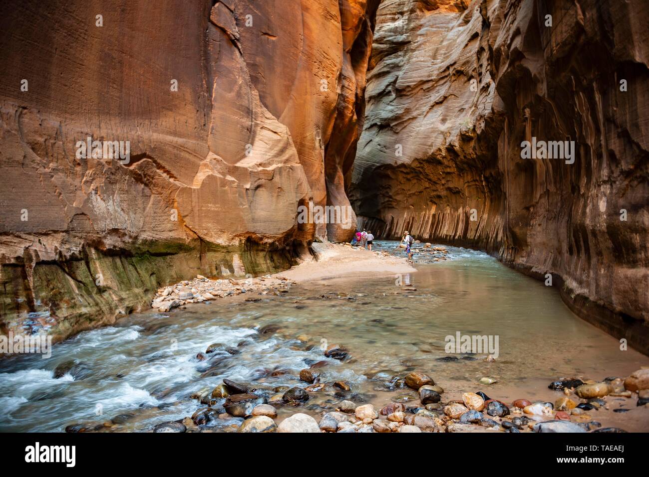 Gli escursionisti, la si restringe, fiume vergine, stretti canyon Zion ripide pareti del Parco Nazionale Zion, Utah, Stati Uniti d'America Foto Stock