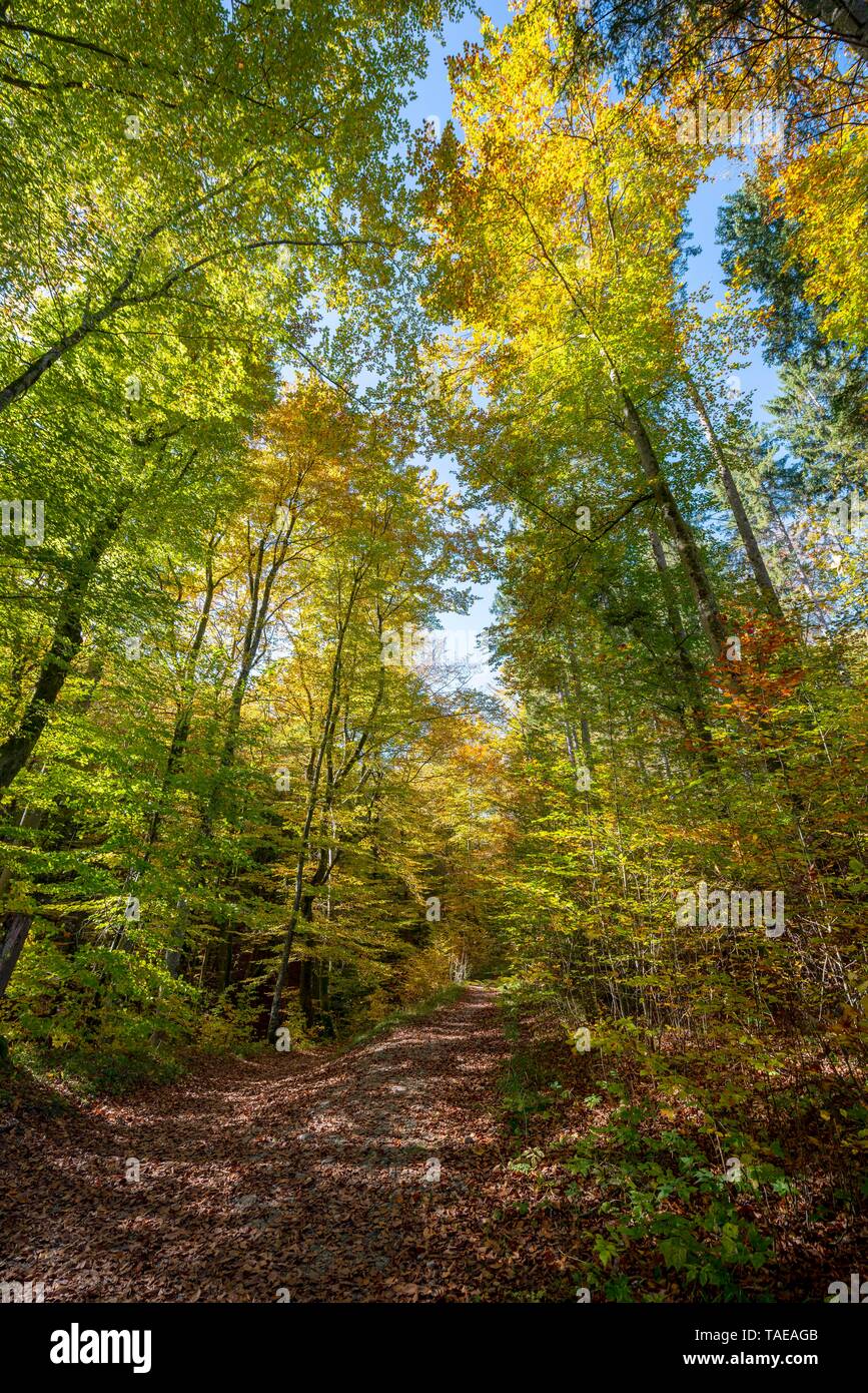 Autumnally scolorito bosco di latifoglie, paesaggio Isartal area di conservazione, vicino Baierbrunn, Alta Baviera, Baviera, Germania Foto Stock