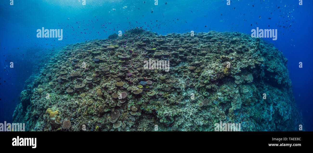 Tara Pacific expedition - novembre 2017 Oto Reef o Otto?s punto, Kimbe Bay immacolate fore reef, cucito panorama 14000 x 5900 px, D: 5 m, Papua Nuova Guinea Foto Stock