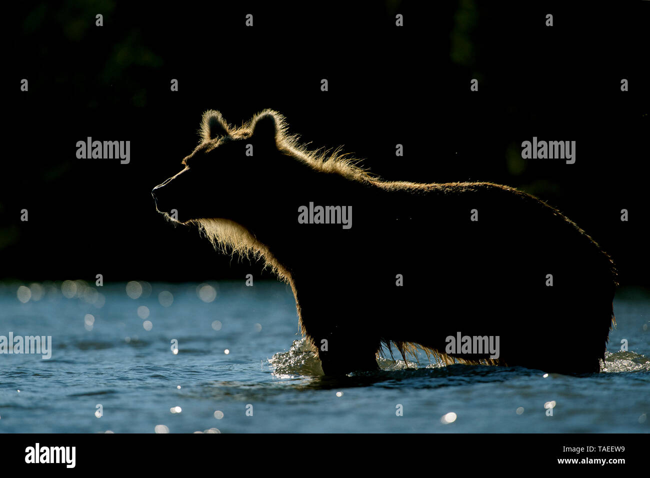 La Kamchatka l'orso bruno (Ursus arctos beringianus) in acqua, Kamchatka, Russia Foto Stock