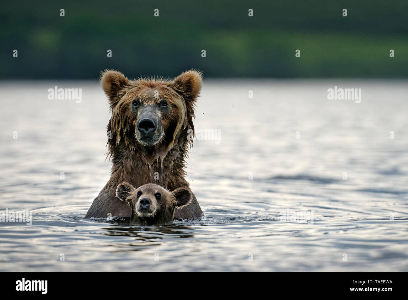 La Kamchatka l'orso bruno (Ursus arctos beringianus) recare wirh suo cub in acqua, Kamchatka, Russia Foto Stock