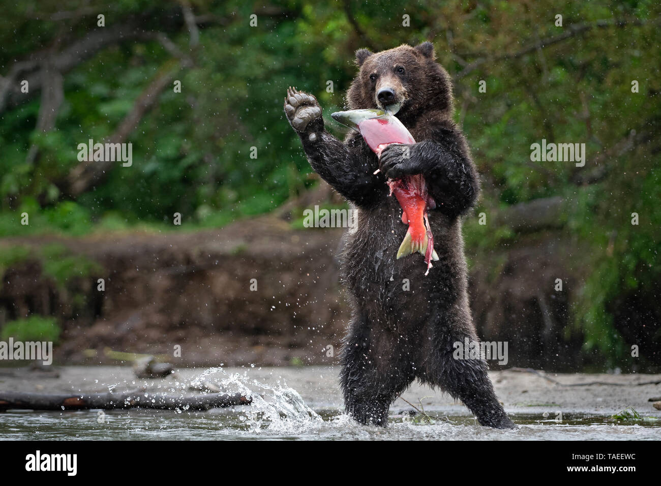 La Kamchatka l'orso bruno (Ursus arctos beringianus) in piedi con il salmone, la Kamchatka, Russia Foto Stock